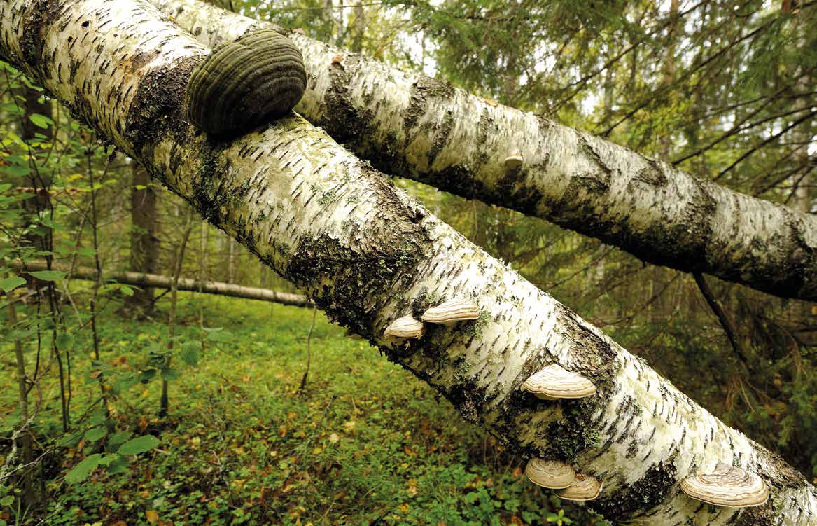 3.3.2 Metsäluonnon monimuotoisuus sekä ekologinen ja sosiaalinen kestävyys vahvistuvat Luontopääoma käsittää luonnon monimuotoisuuden sekä luonnon ihmiselle tuottamat ekosysteemipalvelut, jotka