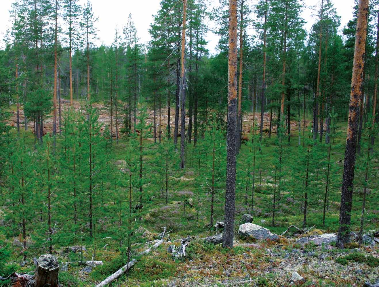 7.2.3 Ympäristövaikutukset Metsästrategian ympäristövaikutukset liittyvät keskeisesti ainesja energiapuun hakkuiden ja korjuun lisääntymiseen.