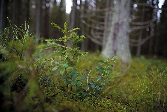 4/2015 Suomen susikannan hoitosuunnitelma ISBN 978-952-453-878-7 (Verkkojulkaisu) 5/2015