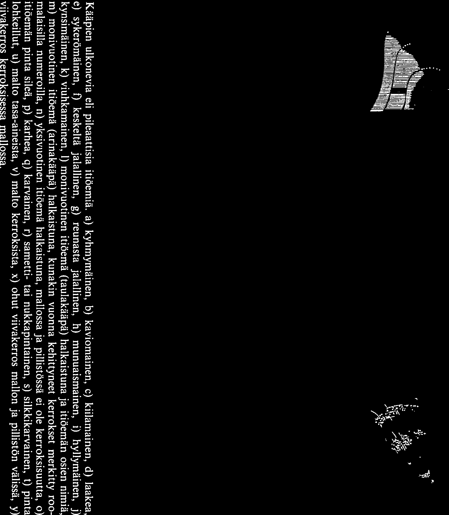 b 0 4 f g h j k yiapintail.. maito kasvuvyöhykkeet vsrivyöhykkeet kuori III piilikerros alapinta ii m piitistö kerroksinen - vi n Kääpien ulkonevia eli pileaattisia itiöemiä.