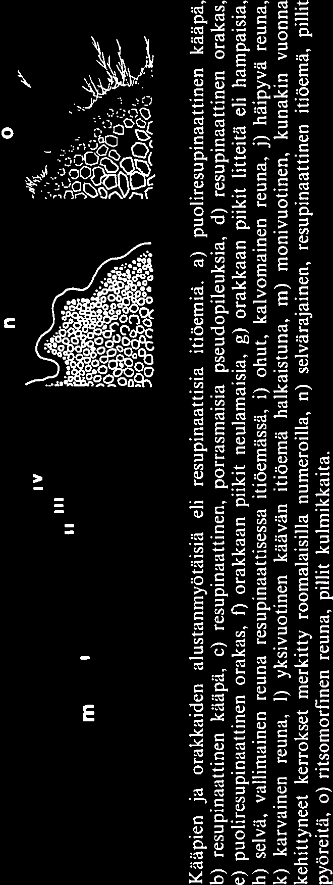 II III Iv n 0 7 Kääpien ja orakkaiden alustanmyötäisiä eli resupinaattisia itiöemiä.