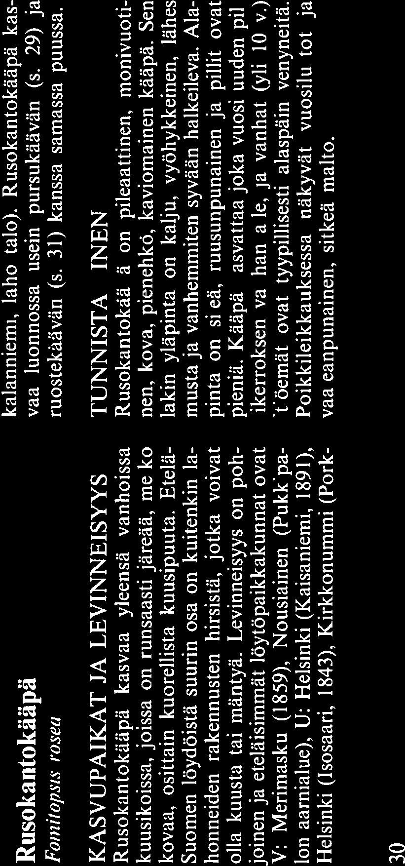 Alapinta on tuoreena likaisen vaalea, vanhemmiten rusehtava ja pillit ovat hyvin pieniä. Se on tuoreena hyvin mehukas, kutis tuu voimakkaasti kuivuessaan ja muuttuu ko vaksi.