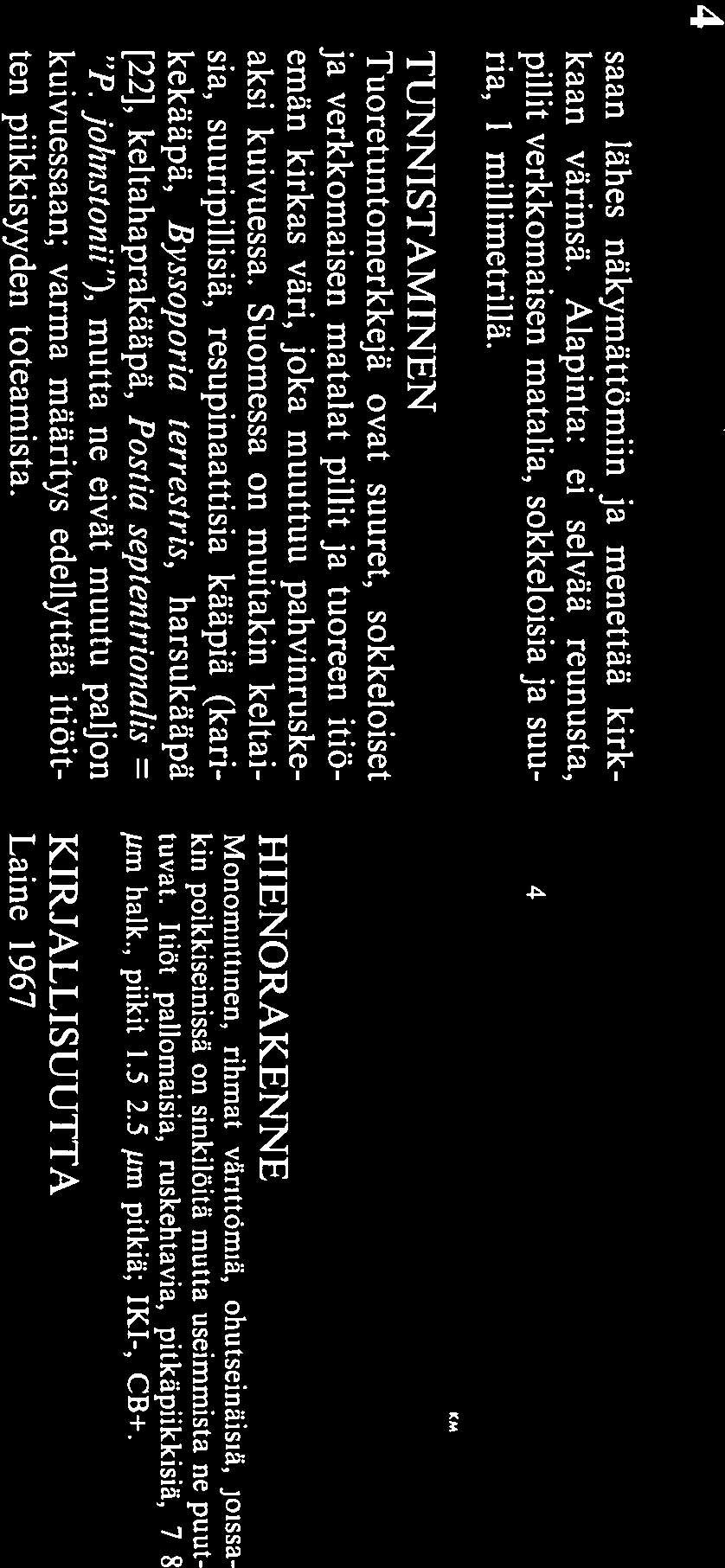 ohutseinäisiä, Joissa kin poikkiseinissä on sinkilöitä mutta useimmista ne puut tuvat. Itiöt pallomaisia, ruskehtavia, pitkäpiikkisiä, 7 8 pm halk., piikit 1.5 2.5 pm pitkiä; IKl-, CB+.