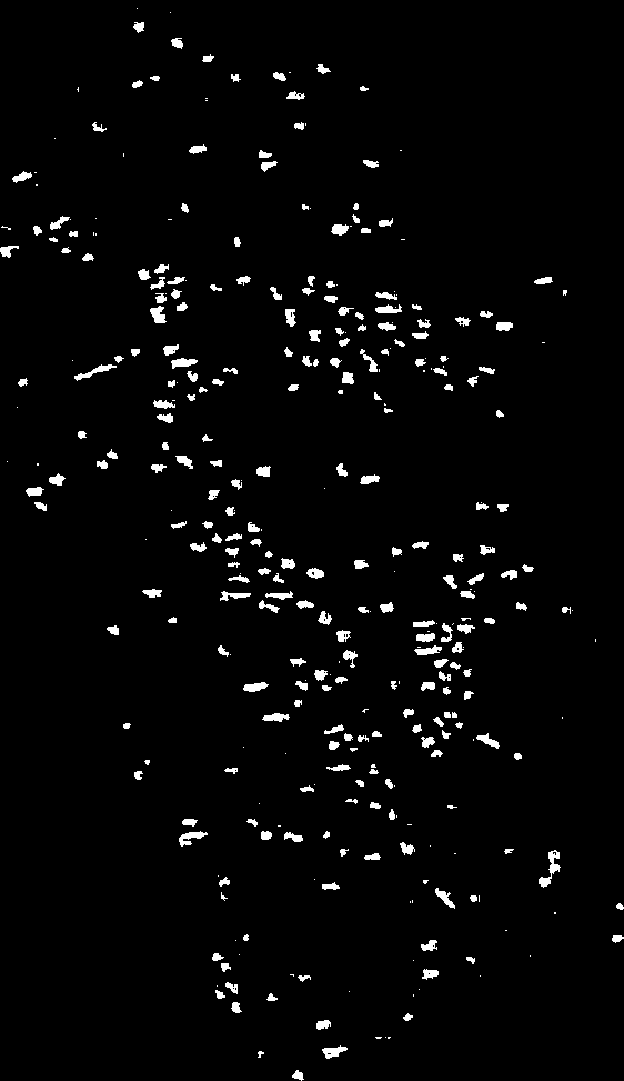 Suuret itiö emät kutistuvat kuivuessaan lohkoiksi, jolloin vaalea pohjamalto näkyy halkeamista. Itiöe mien kasvu pitkällä matkalla kuorellisen run gon alasivustalla on myös tyypillistä.