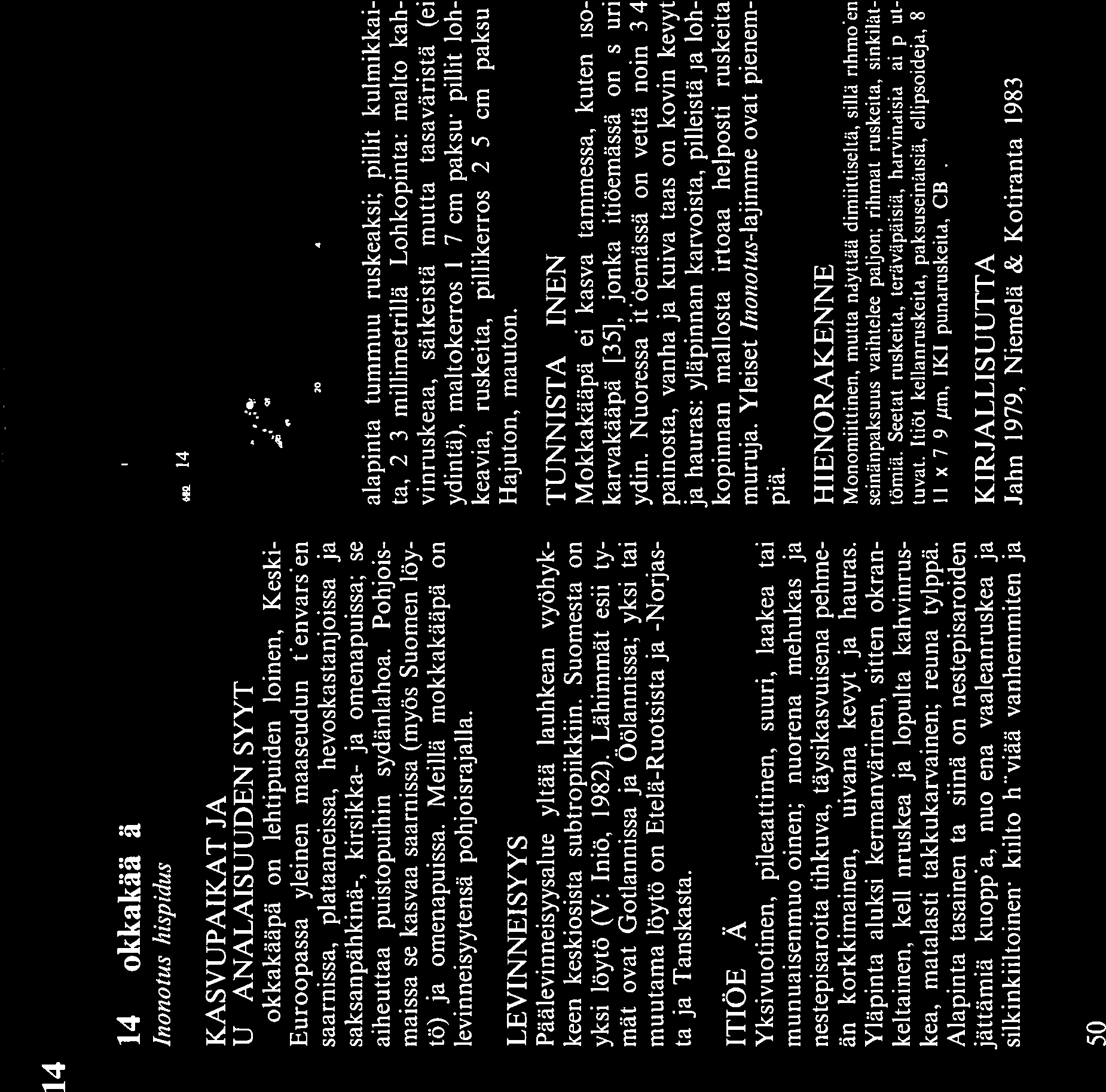 Meillä mokkakääpä on levinneisyytensä pohjoisrajalla. LEVINNEISYYS Päälevinneisyysalue yltää lauhkean vyöhyk keen keskiosista subtropiikkiin. Suomesta on yksi löytö (V: Iniö, 1982).