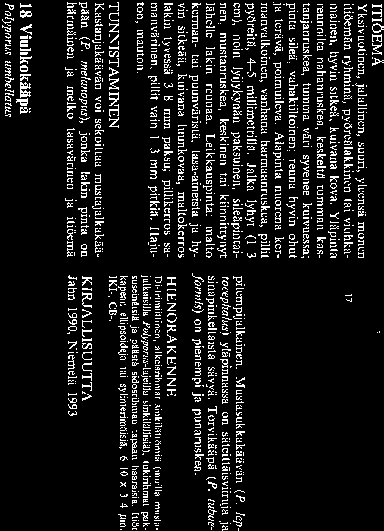 ITIÖEMÄ Yksivuotinen, jalallinen, suuri, yleensä monen itiöemän ryhminä, pyöreälakkinen tai viuhka mainen, hyvin sitkeä, kuivana kova.