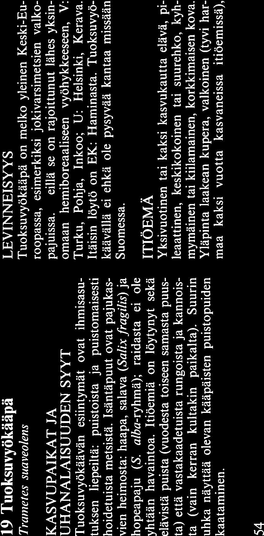 LEVINNEISYYS Viuhkokääpä on eteläinen laji. Se on harvi nainen, mutta laajalle levinnyt Etelä- ja Kes ki-euroopan tammi- ja pyökkimetsissä.