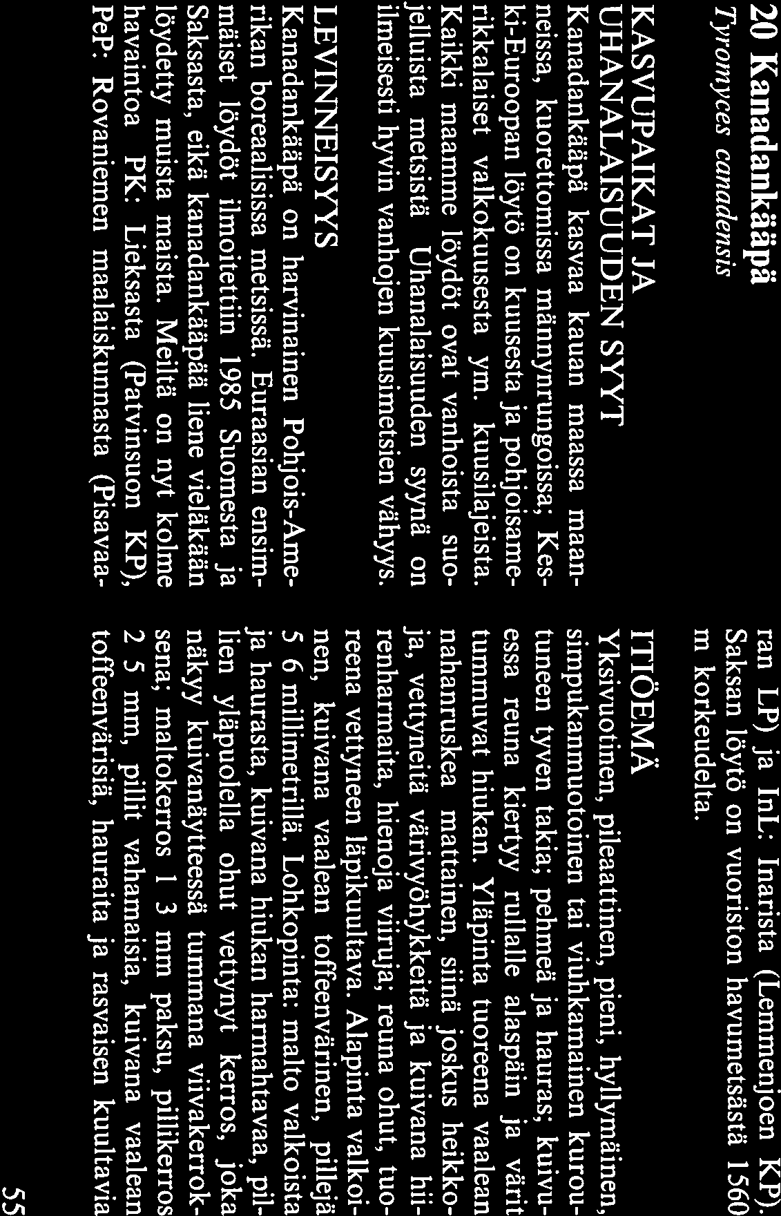 . hö L2L ±!E: likerros tyvessä 1 cm, ei vuosilustoja. Tuoree na aniksen tai kumariinin (maarianheinän) tuoksuinen, kuivana tuoksuton. mattainen; reuna terävä.