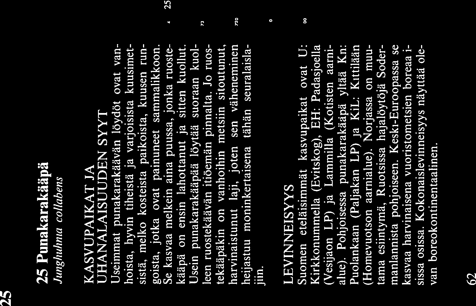 Usein punakarakääpää löytää suoraan kuol leen ruostekäävän itiöemän pinnalta.