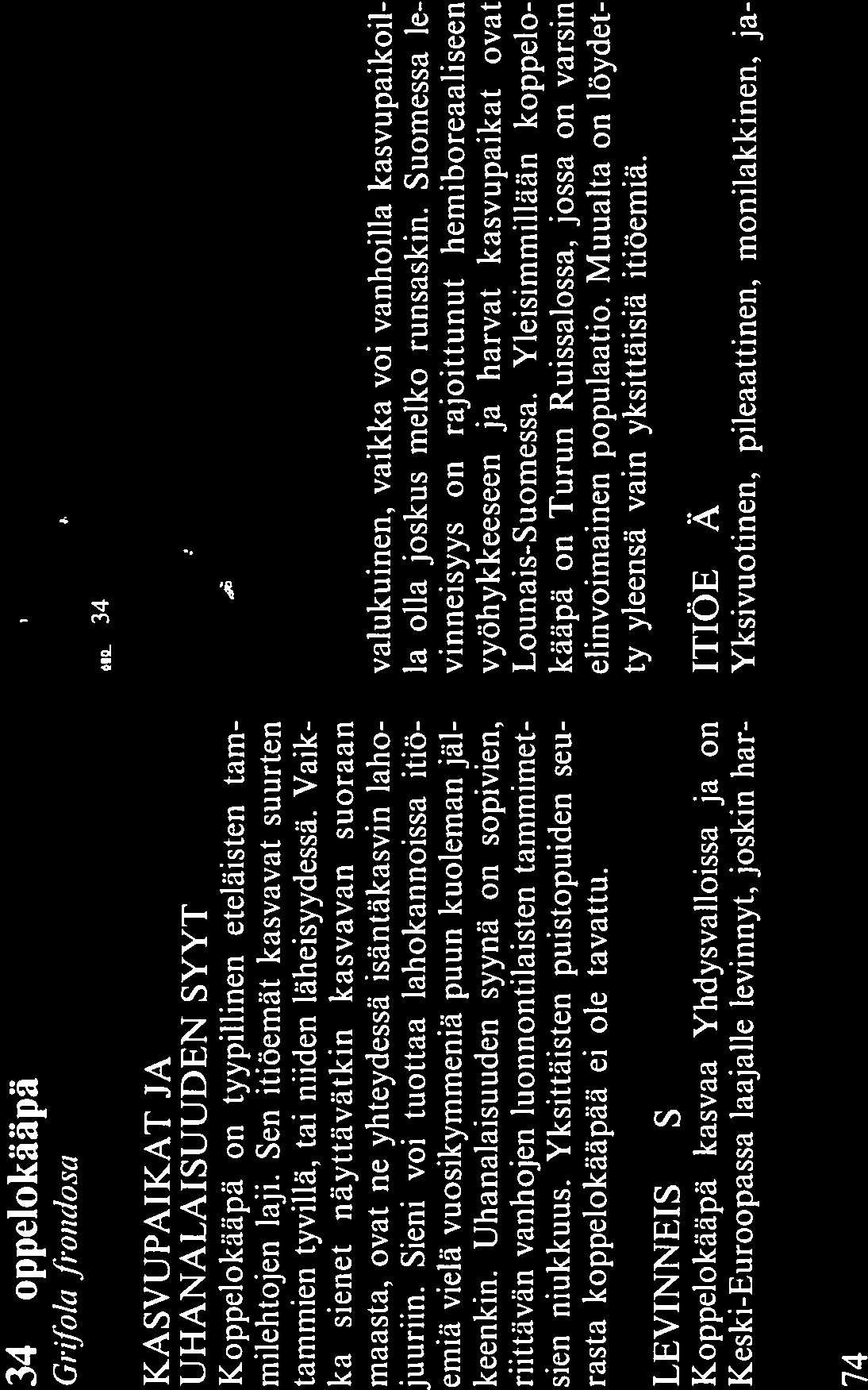 34 34 Koppelokääpä Gri/ola fio,iclosa KASVUPAIKAT JA UHANALAISUUDEN SYYT Koppelokääpä on tyypillinen eteläisten tam milehtojen laji.