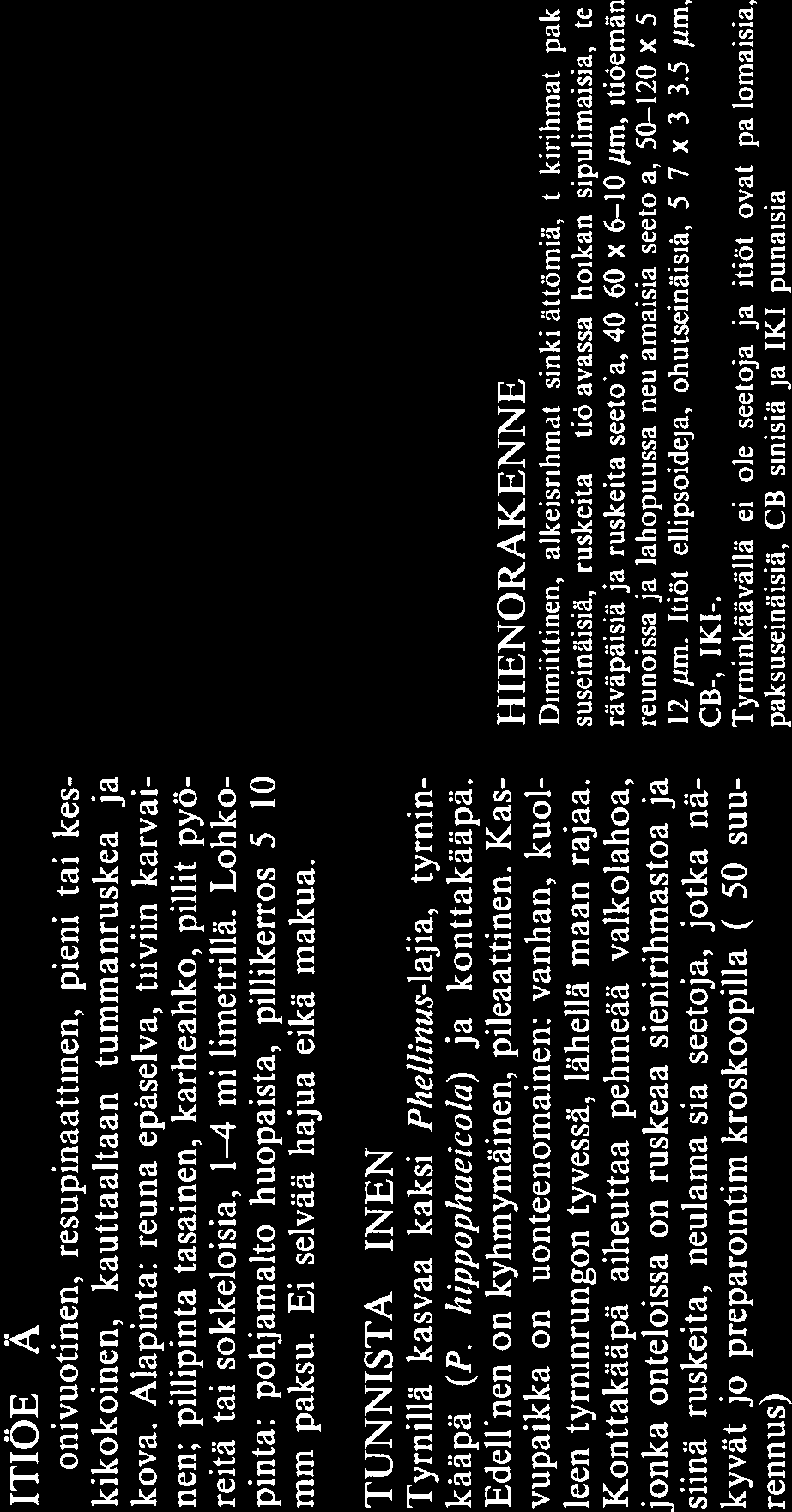 Konttakääpä aiheuttaa pehmeää valkolahoa, jonka onteloissa on ruskeaa sienirihmastoa ja siinä ruskeita, neulamaisia seetoja, jotka nä kyvät jo preparointimikroskoopilla ( 50 suu rennus). ssr,r. Q:.