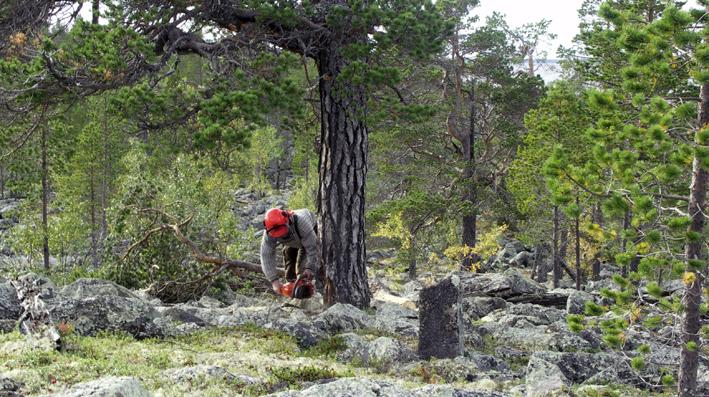 Metsänrajamännyn kasvu vaihtelee rytmikkäästi Inarin Kyynelniemessä. Käyrän noin 100-vuotisjaksojen maksimit ovat sattuneet vuosille 1660, 1760, 1860 ja 1935.