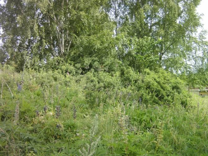 yksittäiskohteet sekä harvennettavat ja raivattavat kohteet HOITO JA KUNNOSTUS Peruskunnostustarve ja peruskunnostustoimenpiteet Sekä kallioketo A:n että kallioketo B:n alueilta raivaan pois kaikki