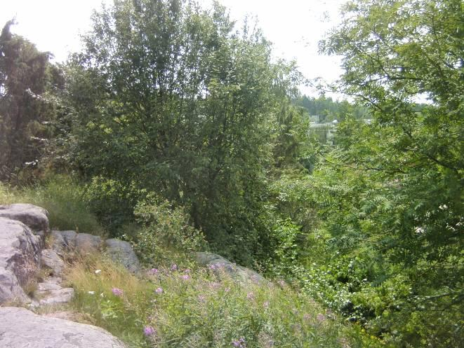 Kuva 4. Puustoisen vyöhykkeen kasvustoa kallioketo B:n alueella. Kuvanottosuunta etelään.