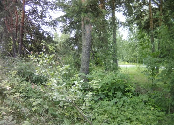 sopii esimerkiksi lampaiden laidunnettavaksi. Kallioketo A:n hoitokuvioiden kuvaus ja hoitotoimenpiteet Mäntyinen metsäalue Mäntyinen metsäalue (ks. kuva 5) sijaitsee Ihalantien reunassa (ks.