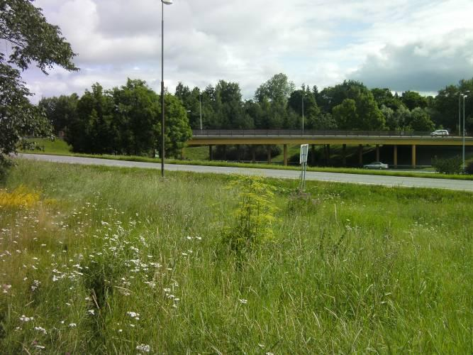 niittykasvit ovat osittain jo siementäneet ja linnut ovat saaneet poikasia. Käsinniiton tulee olla varovaista, jotta pesivien lintujen pesät eivät rikkoudu.