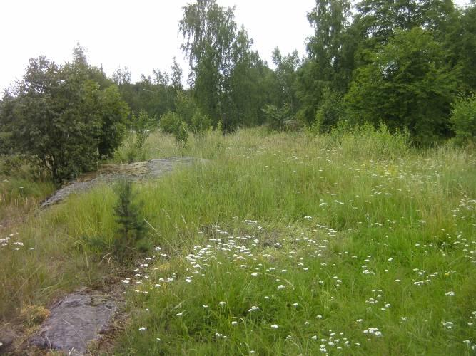 Kuva 8. Suurruohoniitty (b) rinteen yläosassa. Kuvanottosuunta etelään, rampin myötäisesti.