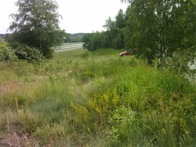 Tien reunan koivut ovat istutettuja. Kuva 9. Suurruohoniitty (c). Oikealla koivurivin alku sekä Ihalantie, auton suuntaisesti tieura. Kuvanottosuunta etelään.