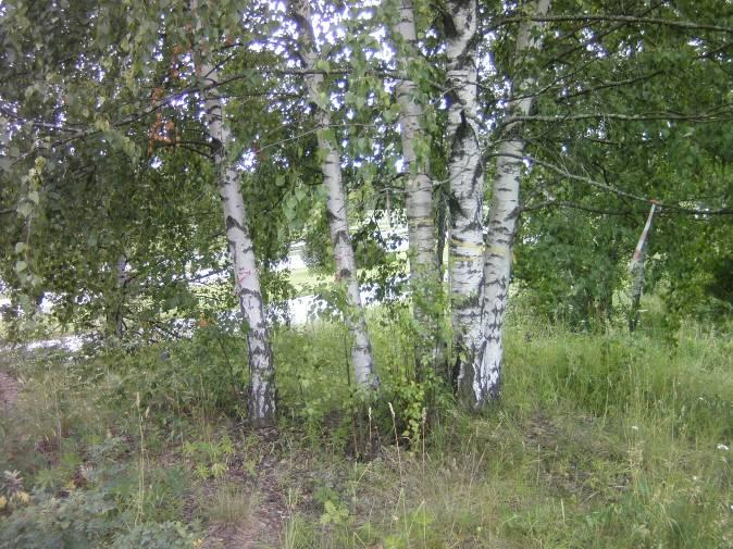 Pienruohoniitty Pienruohoniitty sijaitsee kalliokedon VT 8:n puoleisella reunalla (ks. liite 6).