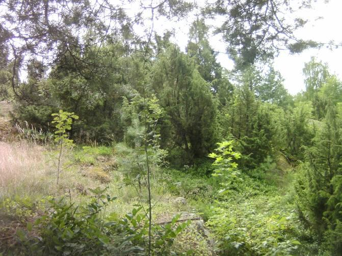 Kuva 14. Katajikko (b). Kallioita reunustava, vyöhykemäinen. Kuvanottosuunta etelään.