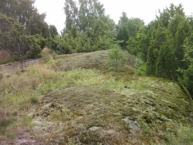 liite 6) kasvaa muun muassa hietalemmikkiä, maksaruohoa, orvokkeja, kissankelloa, mäkitervakkoa, siankärsämöä, heinätähtimöä, ketoneilikkaa,