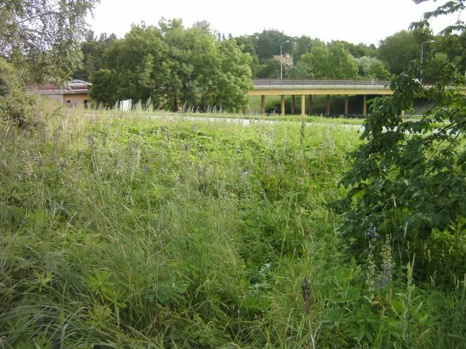 Kuva 1. Lupiinia kallioketo A:n alueella. Rehevä lupiinivyöhyke. Kuvanottosuunta itään, rampin ja VT 8:n suuntaan.