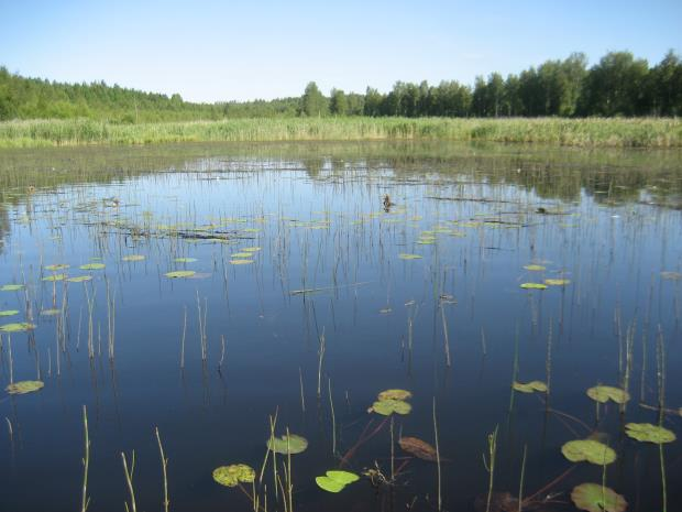 Järvikortekasvustot