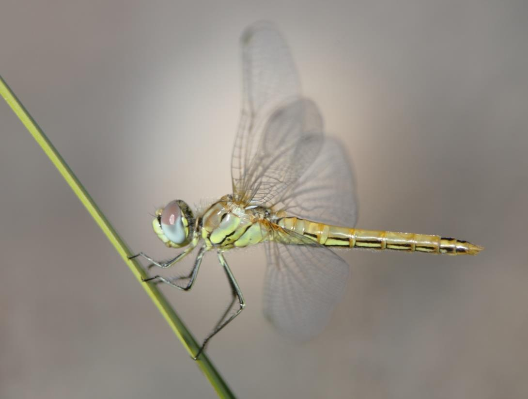 Kuva 1. Kulkusyyskorennon (Sympetrum fonscolombii) vastakuoriutunut naaras Ruskeasannantien pään lammilla 5.9.2013.