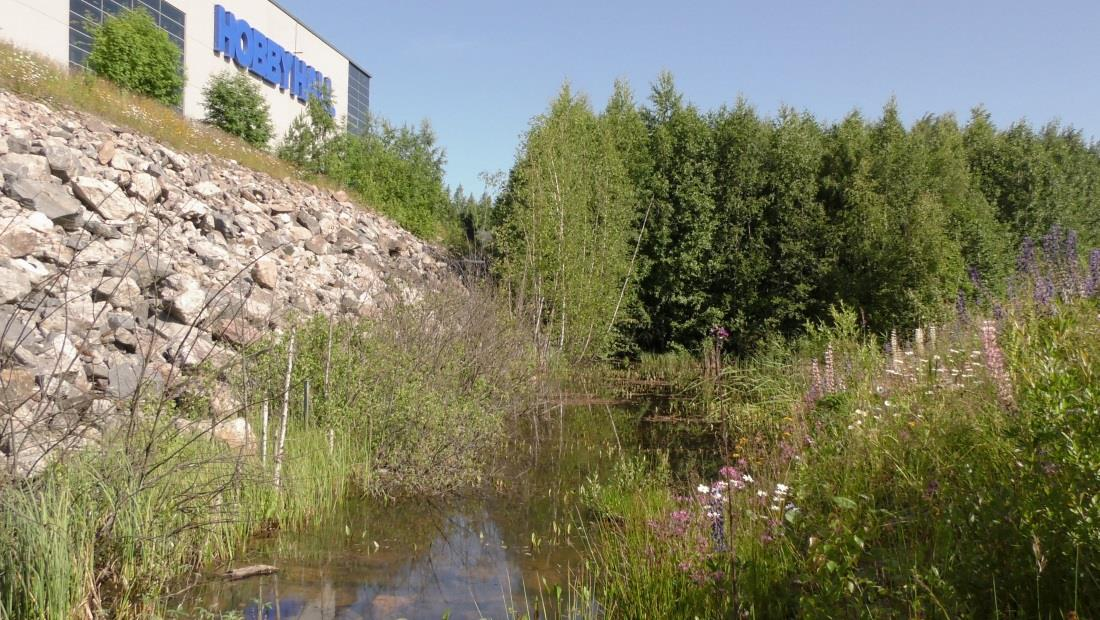 Hobby Hallin notkolampi 1.7.2012. Lammelle on levinnyt kasvillisuutta, mutta rantavyöhykkeeseen jää kovia alueita. Kuva 5. Hobby Hallin notkolampi 3.7.2015.