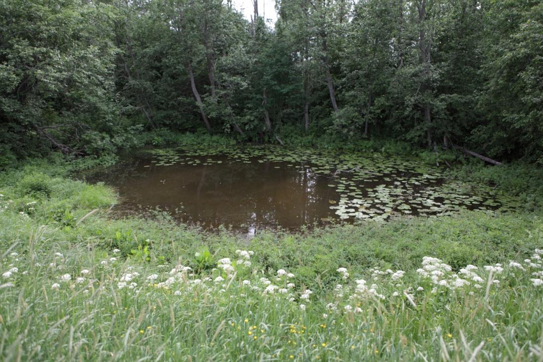 vamassa umpeen (kuvat 6 7). Sudenkorentojen lisääntymisen kannalta kohteen tila lienee kokonaisuudessaan heikentymässä. Kuva 6. Krakanojan juolua 17.6.2011. Kuva 7.