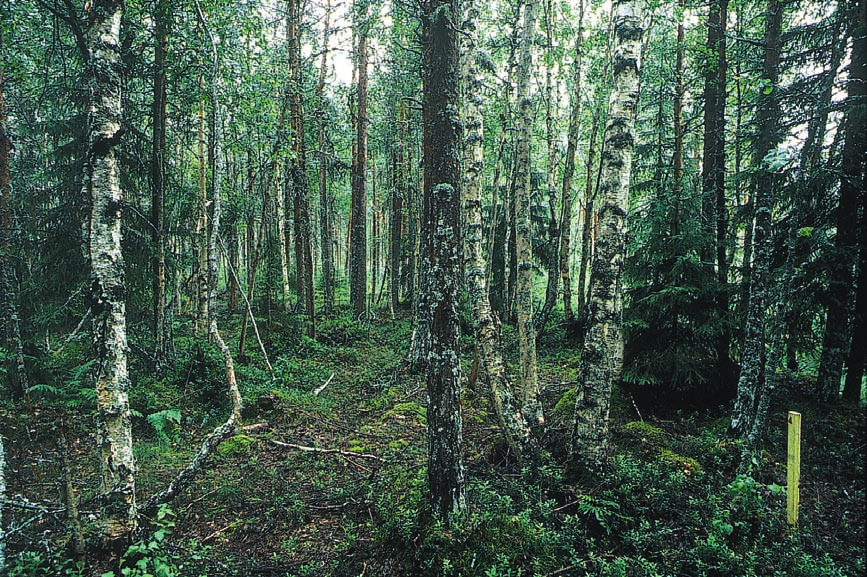 Metsätieteen aikakauskirja 4/2002 Tieteen tori Kuva 3.