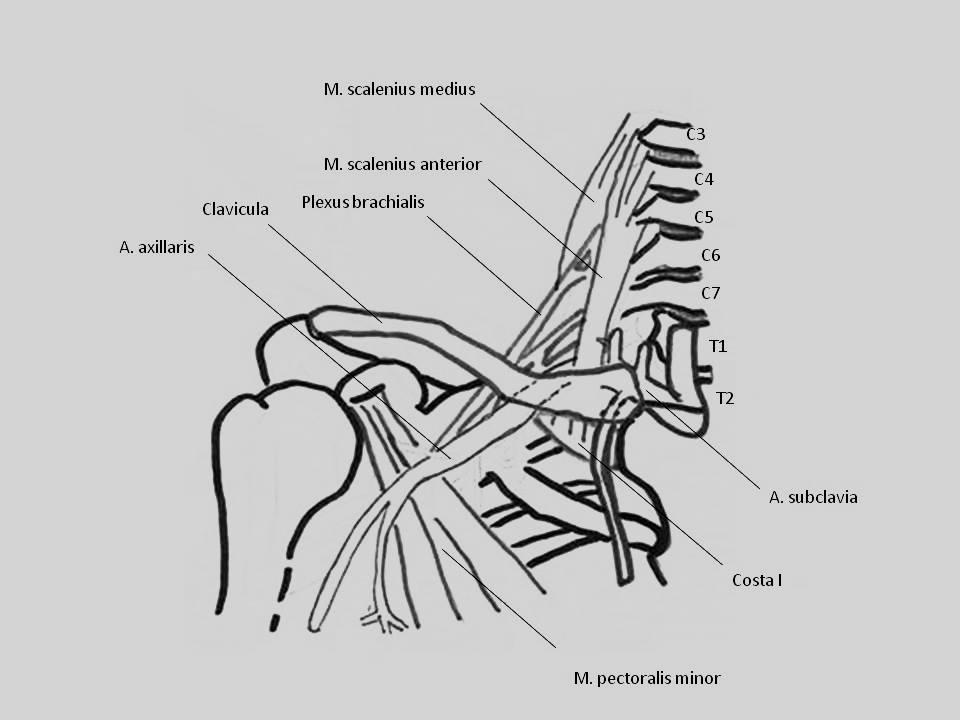 2 2 Yläaukeaman anatomia Rintakehän ylemmässä aukossa solisvaltimo (a. subclavia) ja olkahermopunos (plexus brachialis) kulkevat cervico axillary -kanavan läpi, aina yläraajaan asti.