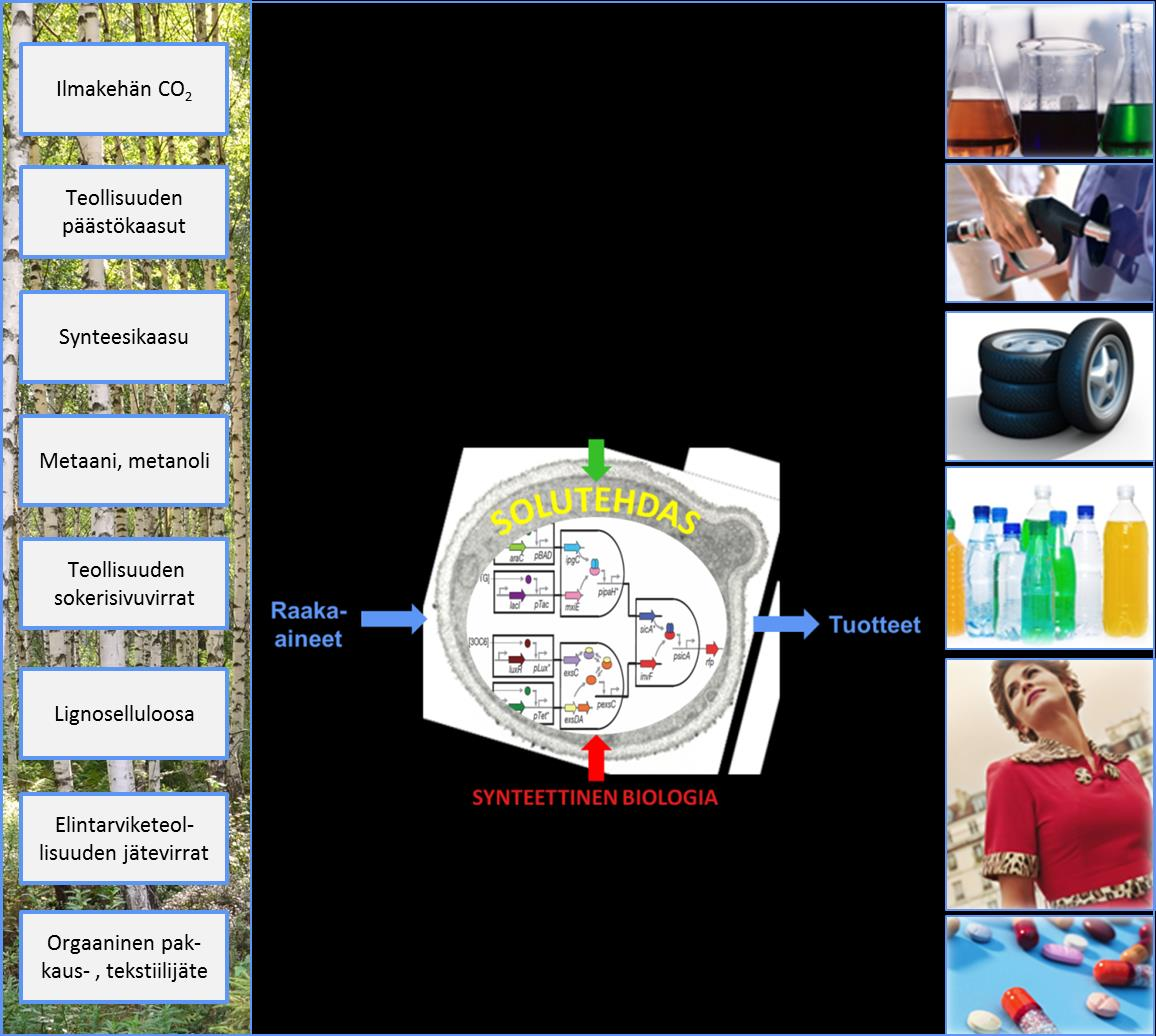 36 Synteettinen biologia kestävän bioekonomian mahdollistajana - Tiekartta Suomelle Tämä dokumentti on tehty Tekesin rahoittaman Living Factories -projektin puitteissa.