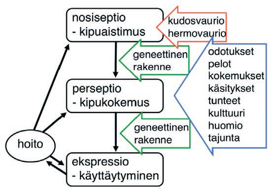 13 Kuvio 1: Kipuaistimuksesta kipukäyttäytymiseen (Kontinen 2011) 3.4.1 Akuutti kipu Akuutti eli lyhytaikainen kipu on äkillistä kivuntuntemusta, joka on yleensä ohimenevää (Kuusisto 2012a).