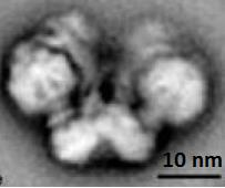 36 Kuvassa 9 on esitetty ATP-syntaasin toimintamekanismi ja kuvassa 10 on elektronimikroskooppikuva ATP- syntaasista. Kuva 10.
