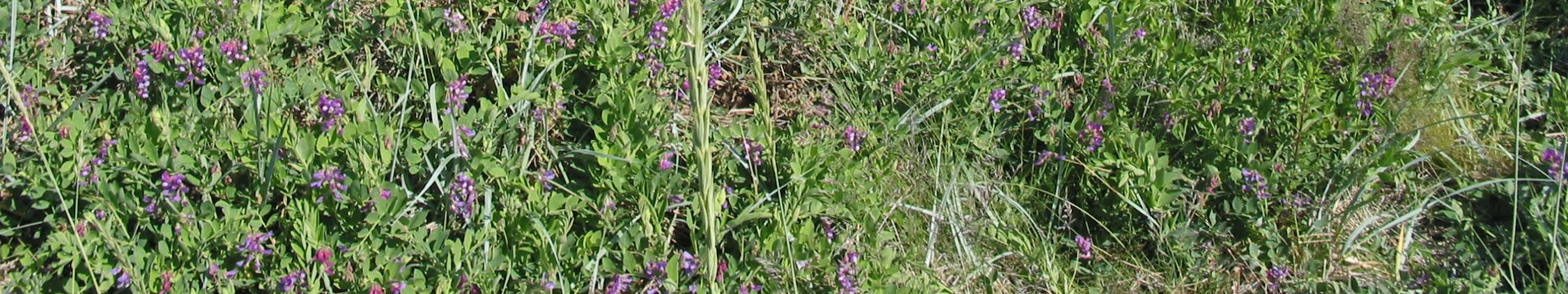 merinätkelmää (Lathyrus japonicus) on runsaasti.