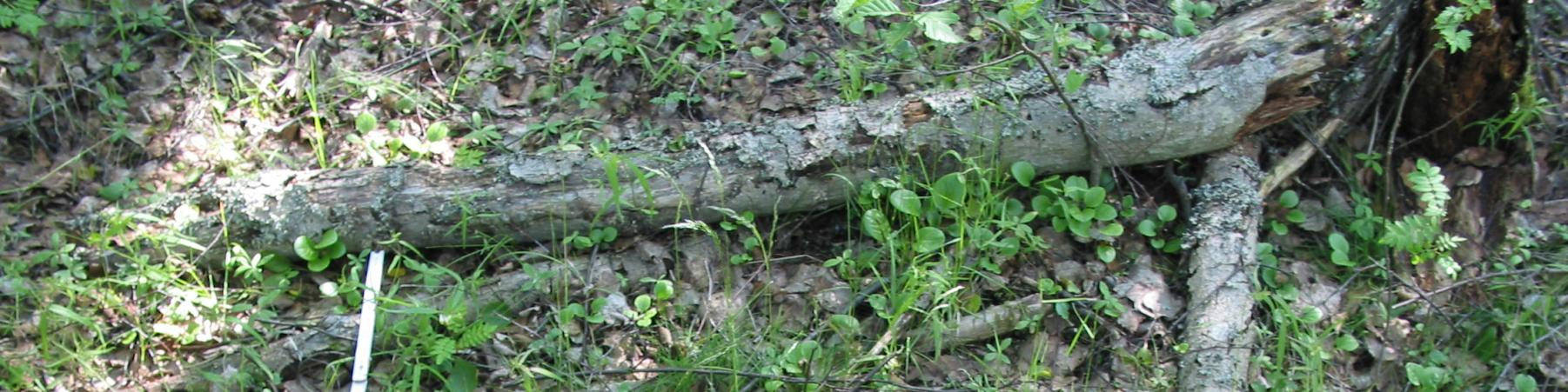 Kahden kesän laidunnus ei ole muuttanut Lahdenkroopin metsäkasvillisuutta.