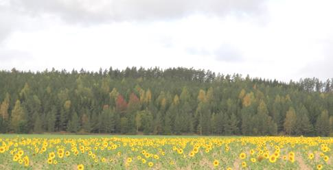 Monimuotoisuuspellot 300 /ha Niittykasvit/kasvit peltolinnuille Siemenseoksessa on oltava nurmiröllin, lampaannadan tai jäykkänadan lisäksi yksi moniv.