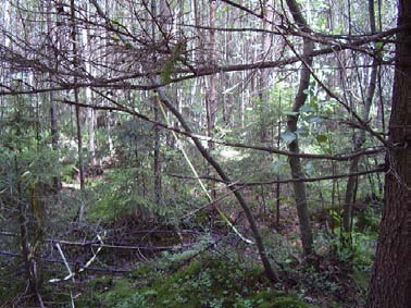 Ihmisten liikkuminen alueella on lisääntynyt niin seuranta-aloilla kuin kontrollialoilla, mikä näkyy lisääntyneenä maaston tallaantumisena.