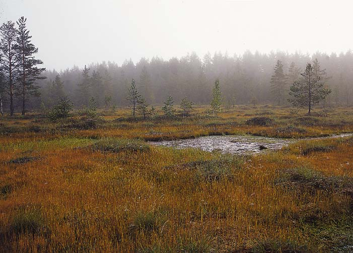 Suomen ympäristö 490 LUONTO JA LUONNONVARAT Kaisu Aapala