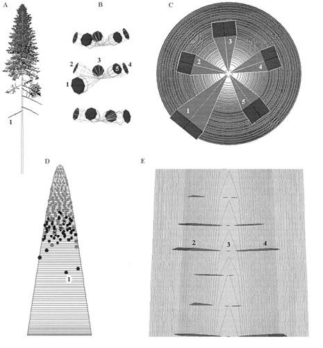 1994). Etenkin männyllä oksaisuutta pidetään puuaineen laatua merkittävimmin laatua heikentävänä tekijänä (Kantola ja Pennanen 1999; Kellomäki 1983).