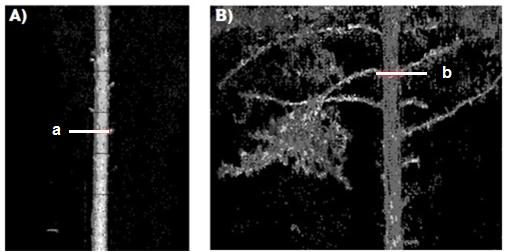 Kuva 10. Alimman kuivan oksan korkeus (a) ja alimman tuoreen oksan korkeus (b). 4.