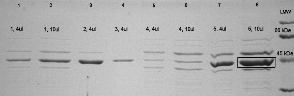 25 4.2 Pintakerrosproteiinin uutto Pintakerrosproteiinien uuttoa L. sobrius -soluista testattiin erilaisilla GHClpitoisuuksilla.