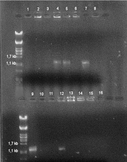 26 4.3 Kloonaus ja ekspressioisännän trasformointi Kromosomaalisen DNA:n pitoisuus määritettiin agaroosigeelillä vertailunäytteen kanssa, jonka DNA-pitoisuus oli 150 ng/ l.