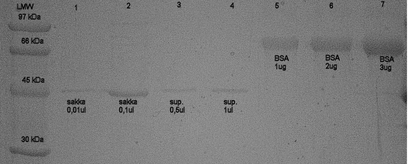 29 Proteiinin määrä arvioitiin SDS-PAGE:sta otetusta kuvasta (kuva 12), jossa supernatantin (kaivo 4) intensiivisyyttä verrattiin BSA:han (kaivot 5-7).