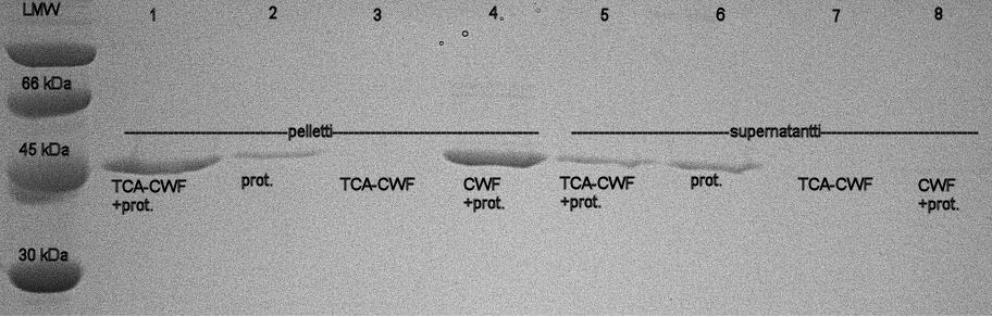 31 TCA:lla uutto +4 C lämpötilassa irrotti soluseinistä teikkohappoja, mikä näkyi siinä, että pintakerrosproteiini tarttui uutettuihin soluseiniin huonommin kuin uuttamattomiin.