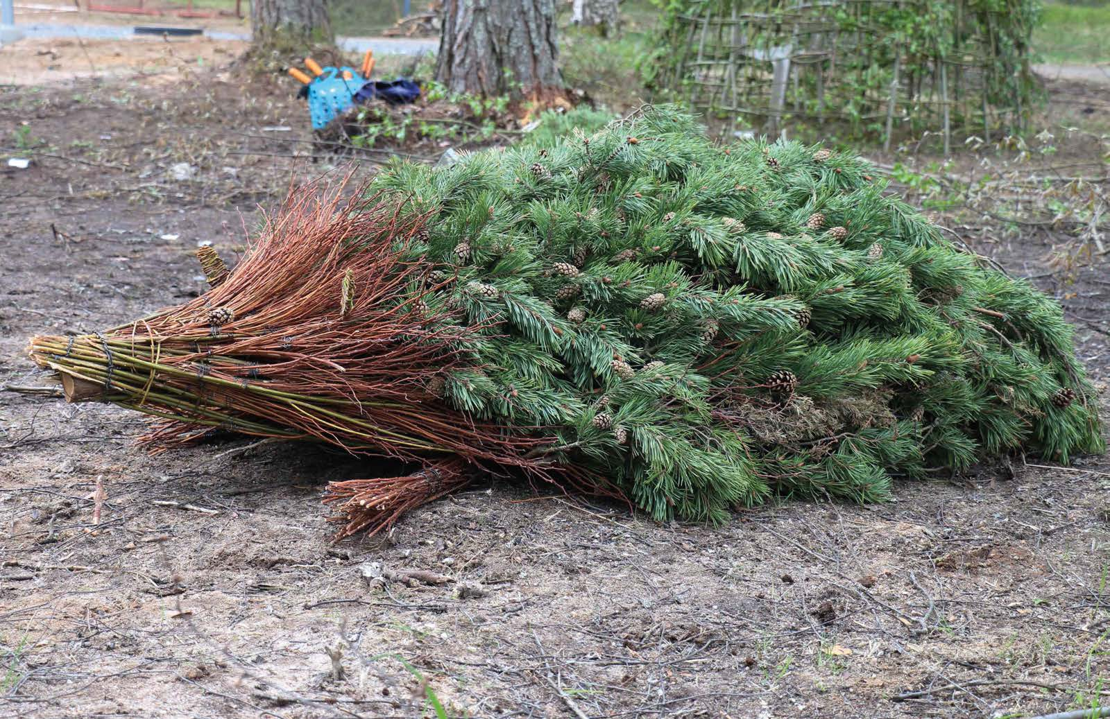 Siilin runko on katajaa ja sen päällä on pajua, risuja sekä männynoksia. Tekijöinä Riikka Puumalainen ja Anni Hurmila.