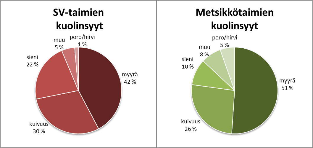 39 Taimien vaihteluväli on molemmissa janakuvioissa suurin piirtein sama svtaimien keskipituuden ollessa 39 senttimetriä ja metsikkötaimien 34 senttimetriä.