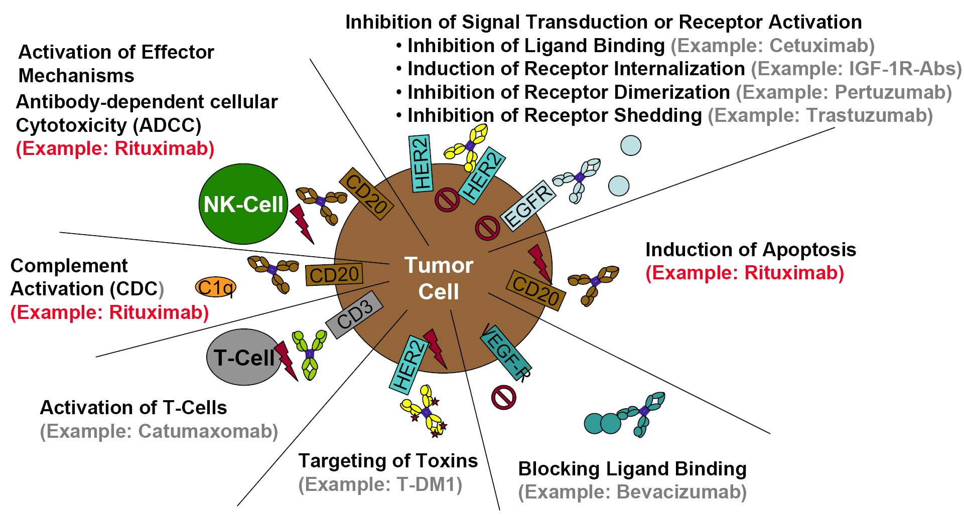 Modes of Action of monoclonal antibodies Source: GB Kress, EMEA workshop on