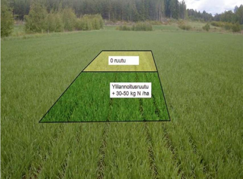 hehtaarille yli normaalin lannoitustason. (Ravinteet kasvintuotannossa 2009, 50.